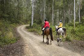 Riding horses in forest